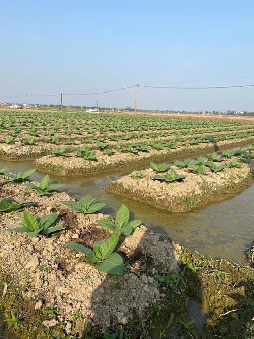 Trồng trọt