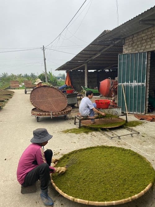 Thu hoạch và thái sợi