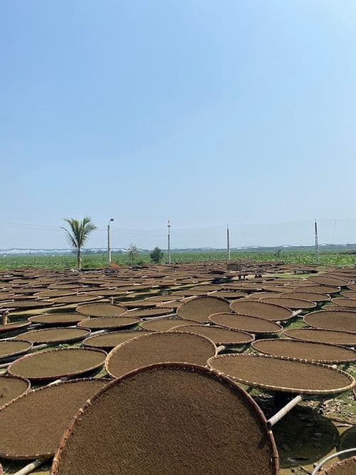 Phơi sương